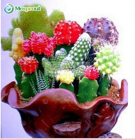 Mixture Of Cactus Seeds Rare succulent plants for home and garden
