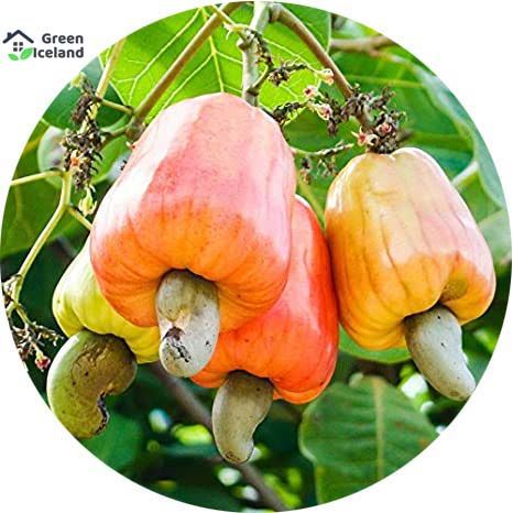 5 Pcs Natural Cashew Nuts Seeds