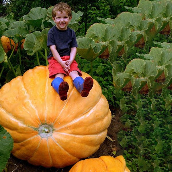 Pumpkin Seed Big Squash Ornamental Ground Vegetable Seed Halloween Decoration (বীজ)