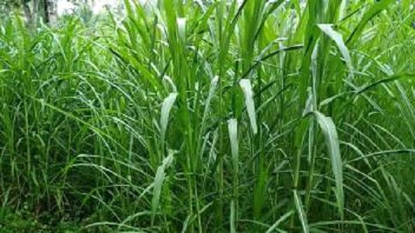 50 Pcs + Seeds Napier Grass Indian (নেপিয়ার ঘাস)