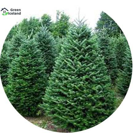 30 Pcs Rare Fir Tree Seeds - 30 Pcs Seeds