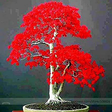 All Season Canada Mini Red Maple Bonsai Seeds - 15 Pcs Seeds