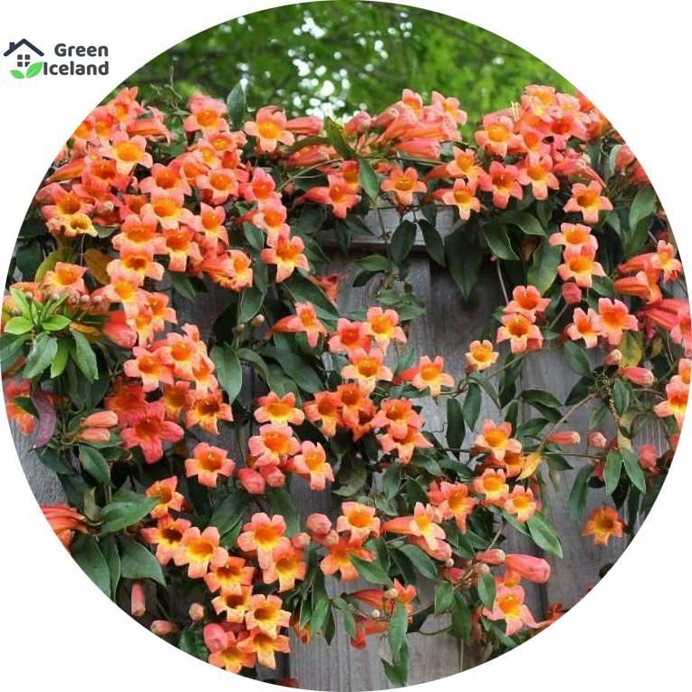 20 Pcs Global Orange Campsis Grandiflora Seeds