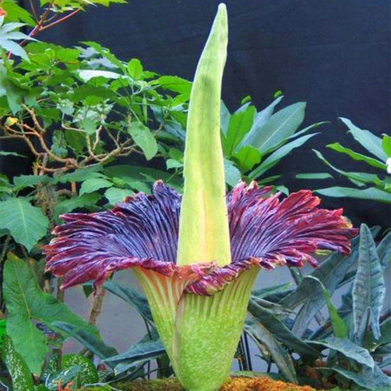 5Pcs Corpse Flower Seeds Beautiful Flower of Indonesia The World's Largest Flower