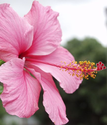 Egrow 25 Pcs/Pack Seeds Flower Flores-25Pcs seeds