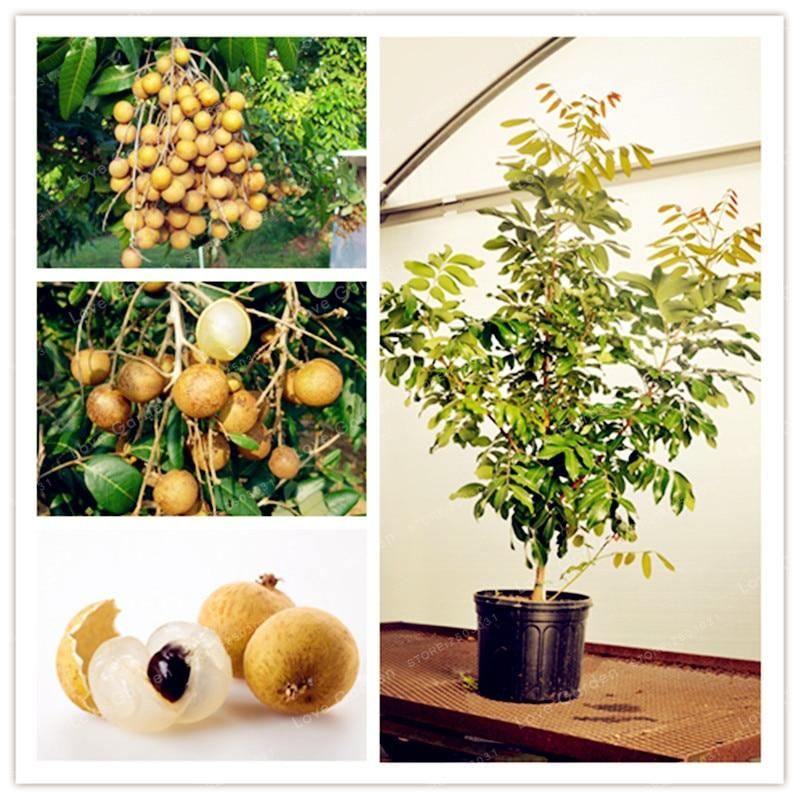 Dimocarpus Longan bonsai Organic Fruit Dragon Eye Bonsai Tropical Fruit Tree plant For DIY Home Garden Plants