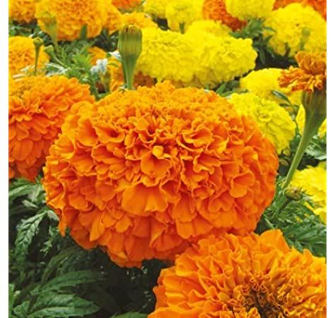 Marigold African mixed- 20Pcs seeds