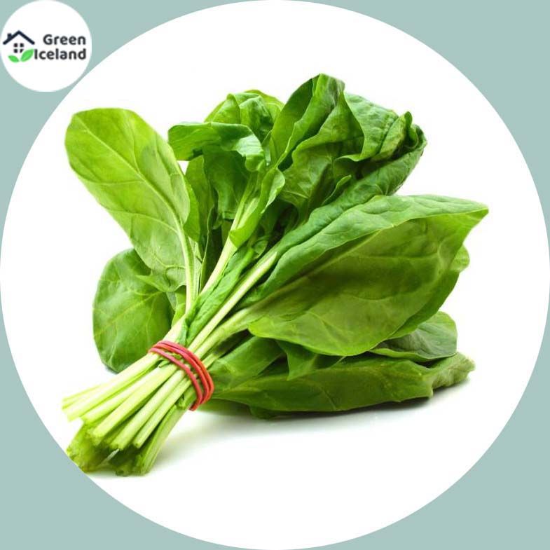 Natural Palong Shak Seeds  - 50 Pcs Seeds