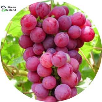 লাল কাস্মীরি আংগুরের বীজ(Grape Seeds)- ২০পিস