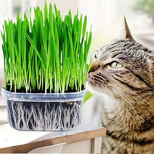 Global Green Cat Grass Foliage Plant Bonsai Seeds - 200+ Pcs Seeds
