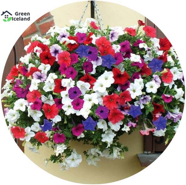 20 PcsAll Season Petunia Flower Seeds - 20 Pcs Seeds