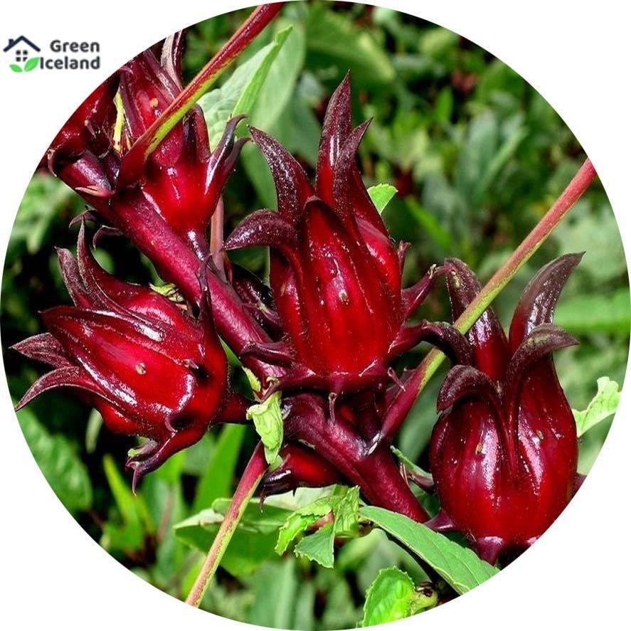 All Season Roselle Chinese Herb Plant Seeds - 5 Pcs Seeds