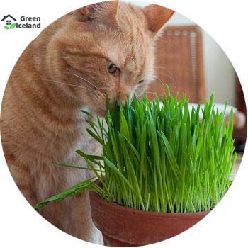 Global Cat Grass Foliage Plant Bonsai Seeds - 2000 Pcs Seeds