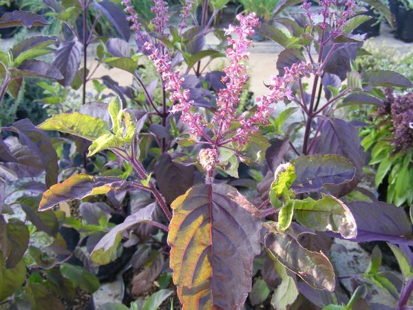 Tulsi/Basil Seeds (বাবু তুলসী বীজ ) -100 Pieces