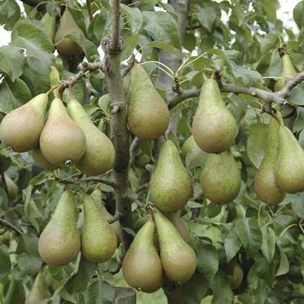 Pear Tree Seeds -20 pcs (Global Seeds)