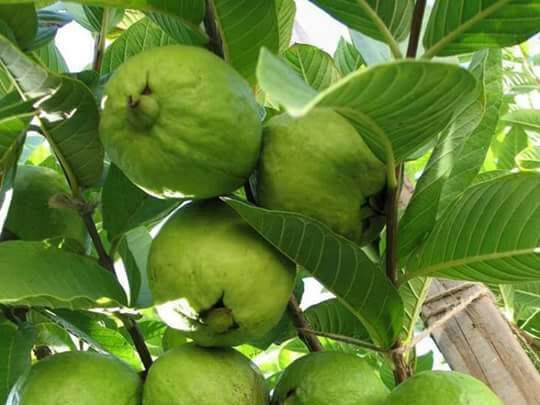 Thai 7 Guava Seed (Seeds)- 20Pcs Seeds