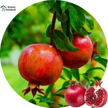 All Season Vedana Fruit Bonsai Seeds (?????? ???)- 10 Pcs Seeds