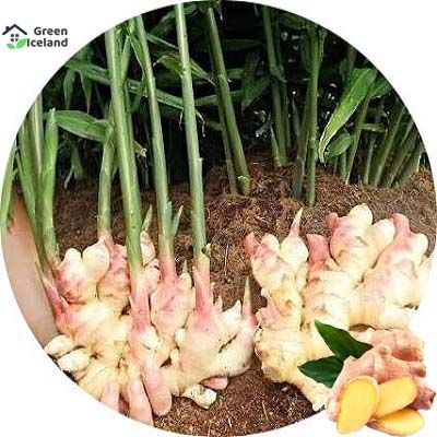Imported Organic Ginger Seeds (??? ???) - 20 Pcs Seeds