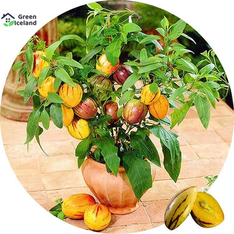 10 Pcs Organic Delicious Mini Sweet Melon Seeds