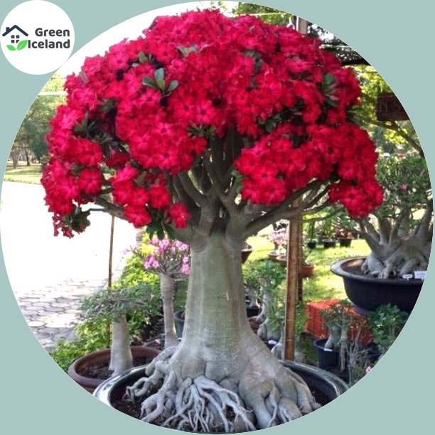 20 Pcs Canada Mini Red Maple Bonsai Seeds