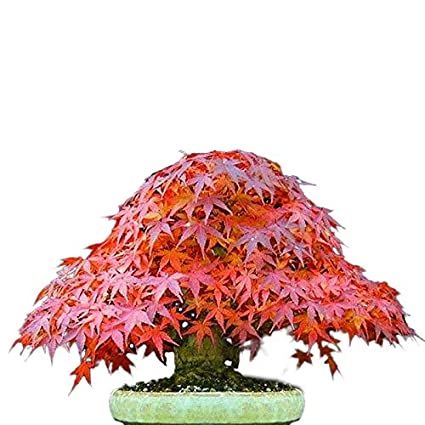 15 Pcs Organic Beautiful Mini Red Maple Bonsai Seeds
