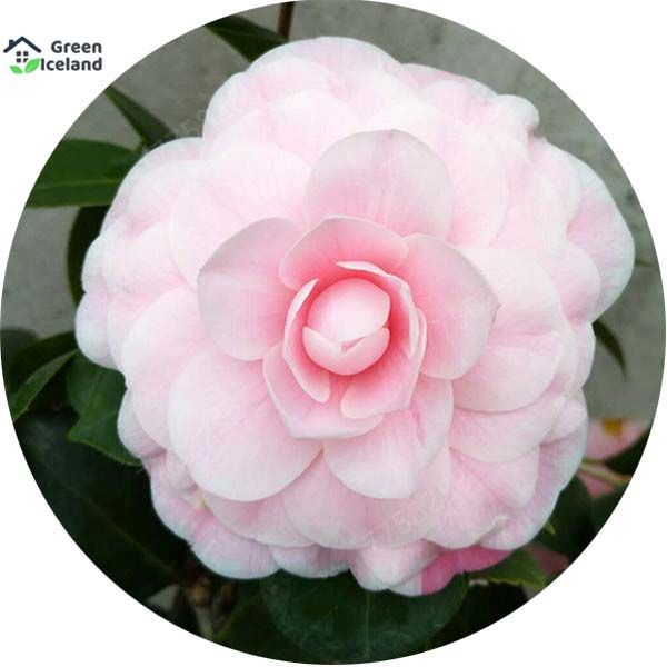 Beautiful White Camellia Flower Bonsai Seeds - 20 Pcs Seeds