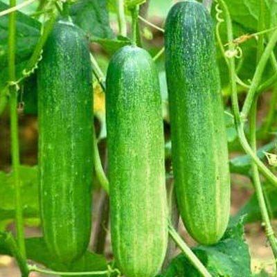 2 Paket Hybrid Cucumber Seed  (2intact paket)