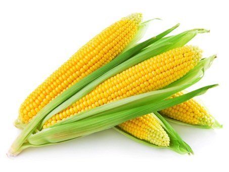 20 Pcs - Natural Organic Yellow Sweet Corn Seeds (Seeds)