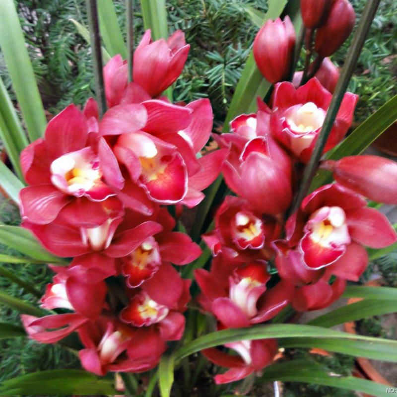 5 PCS/Pack Cymbidium Orchid Seeds Dark Red Cymbidium Orchid Bonsai Home Garden Flower Bonsai Indoor Potted Plants - Orange