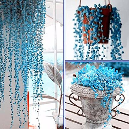 Blue Pearl Chlorophytum Seed Potted Plants Flowers for Garden & Indoor Decoration Seeds- 20pcs.