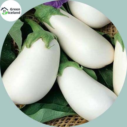 10 Pcs All Season White Eggplant Seeds (সাদা বেগুন বীজ)