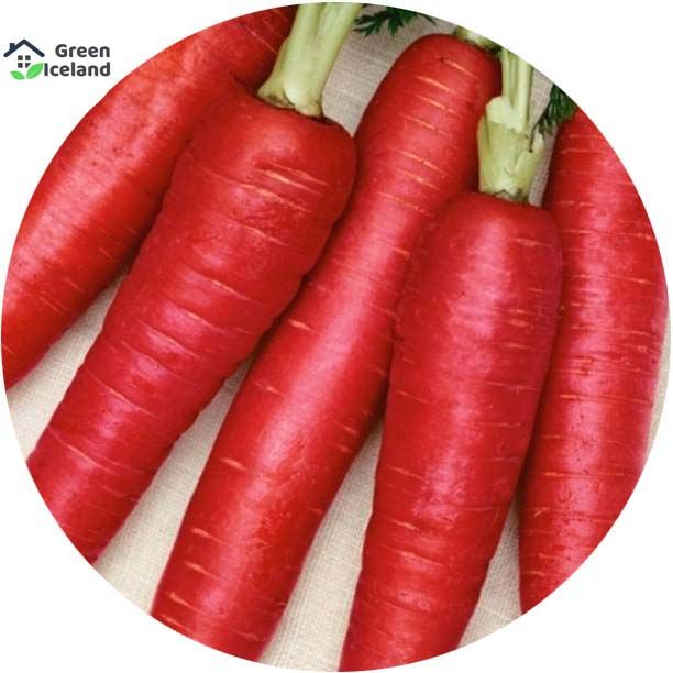All Season Red Carrot Seeds (??? ???? ???) - 50 Pcs Seeds