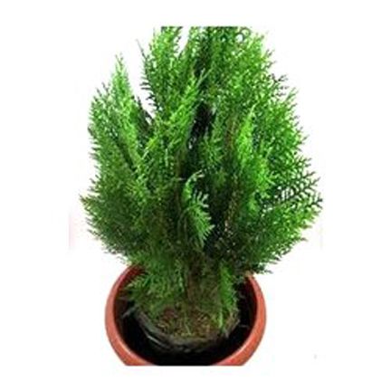 Pabon Jhau Tree Seeds -20 Pcs seeds