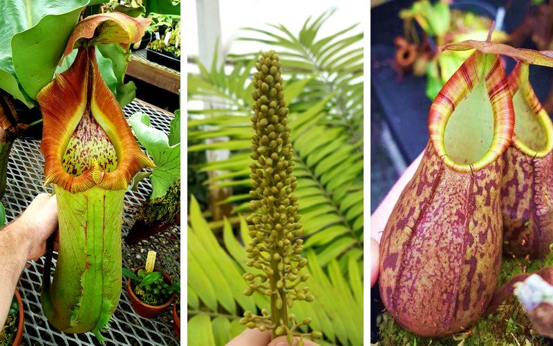 Nepenthes Carnivorous BonsaNepenthes Carnivorous Bonsai Seeds - 20 pcs (Imported Global Seeds)i Seeds - 20 pcs (Imported Global Seeds)