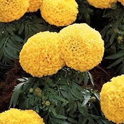 Marigold Yellow/Red Mixed Seeds - 30 pcs (Global Seeds Imported).