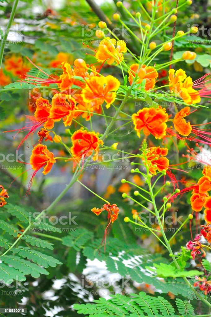Red Krishnochura Flower/Peacock Flower Seeds  6 pcs