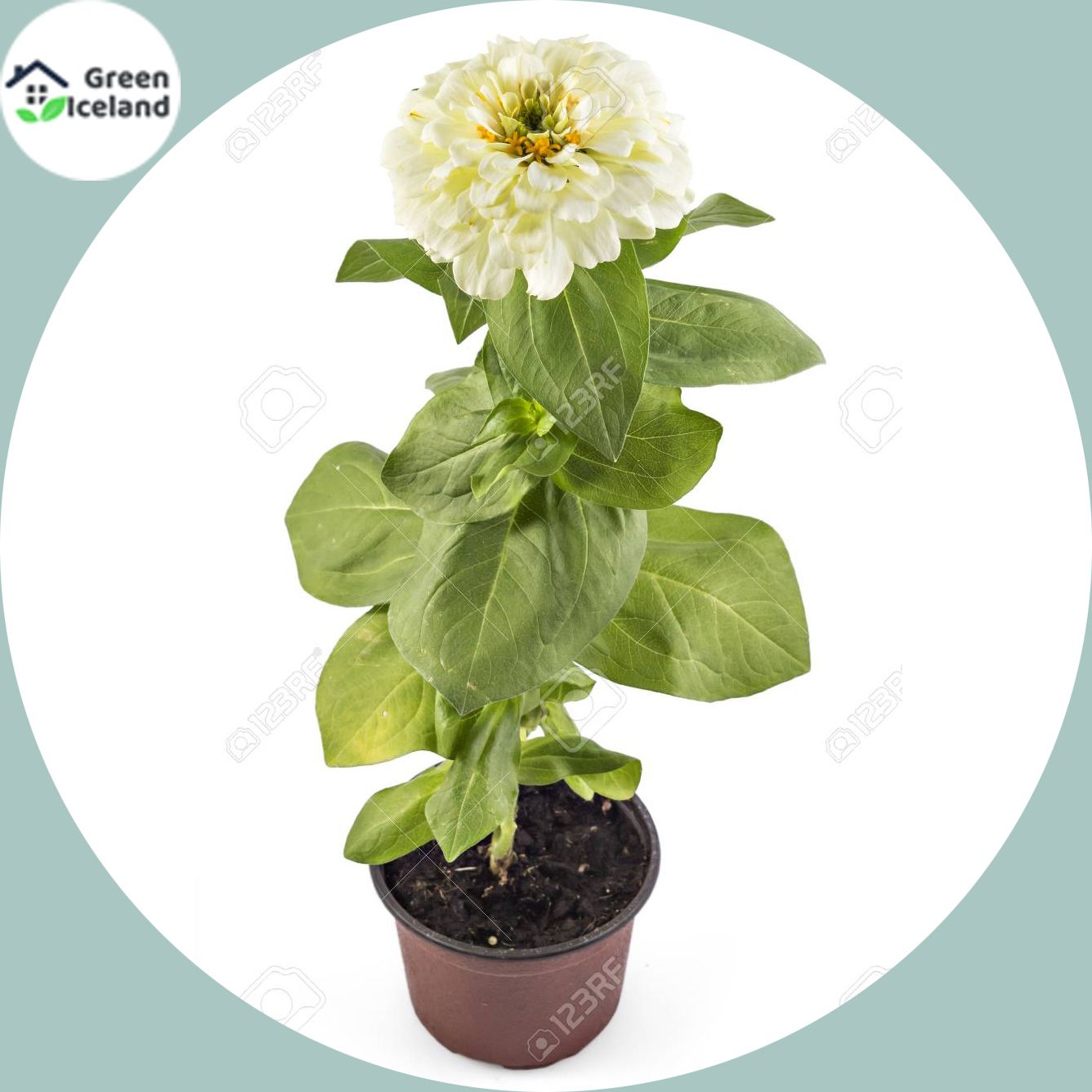 10 Pcs Natural Zinnia Flower California Seeds (?????? ????? ???)