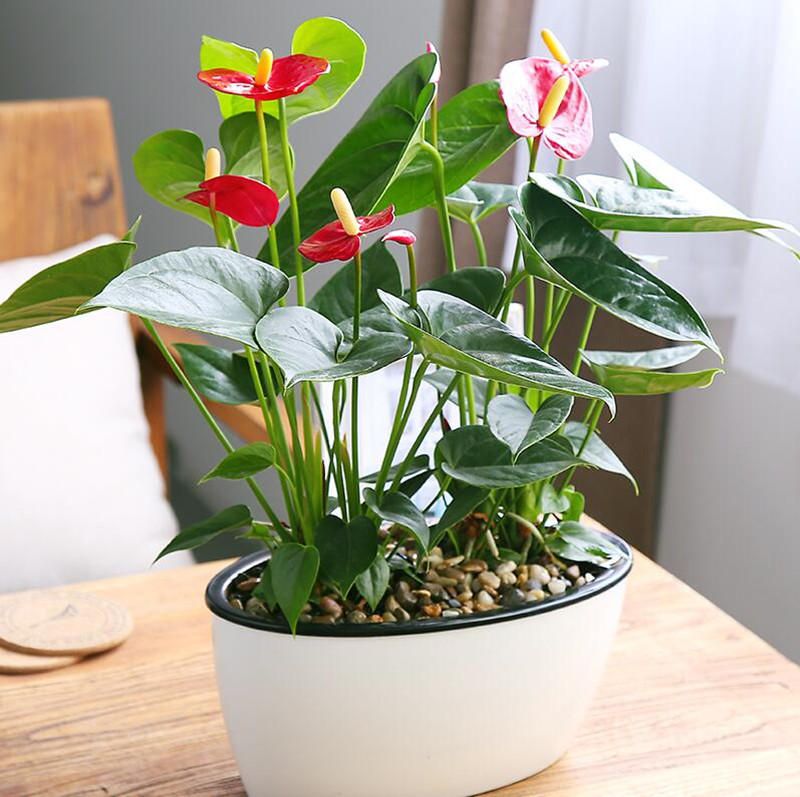 Anthurium Bonsai Tree Seeds Indoor Potted Hybroponic- 20Pcs seeds