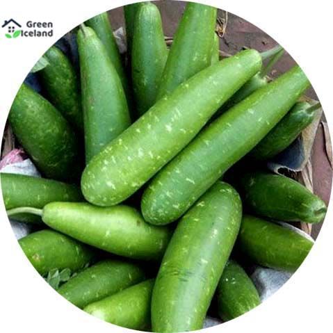 Long Gourd / Lau Seeds (????? ??? ???) - 10 Pcs Seeds