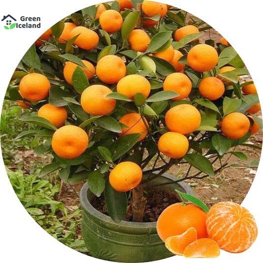 All Season Orange Fruit Tree Seeds- 10 Pcs Seeds