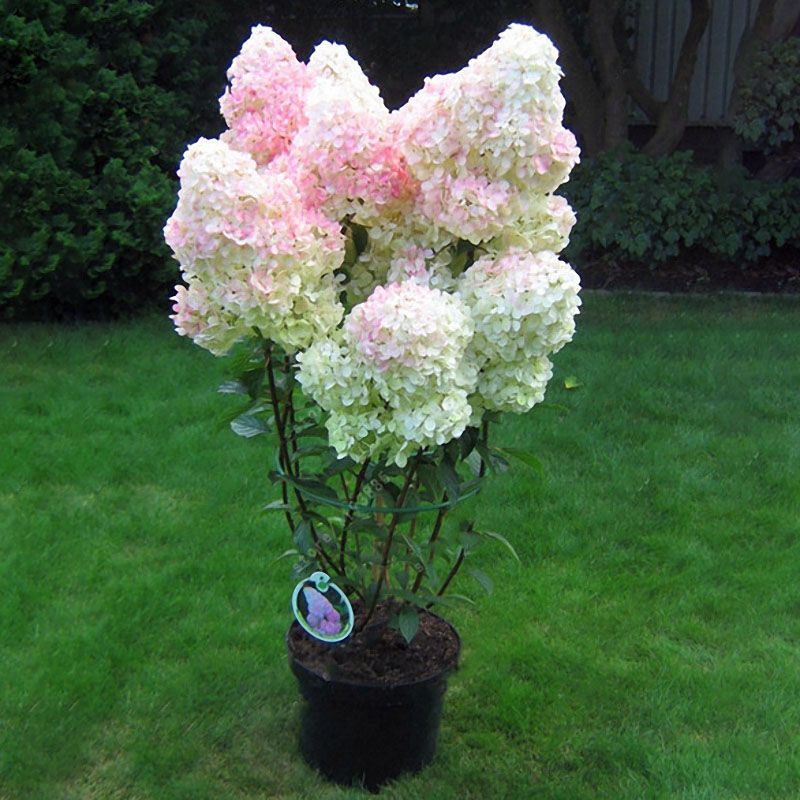Hydrangea Bonsai Plants, Indoor Flowers, Potted Plants, All Kinds Of Colors, Easy To Plant Gardening Decoration.-5pcs seeds