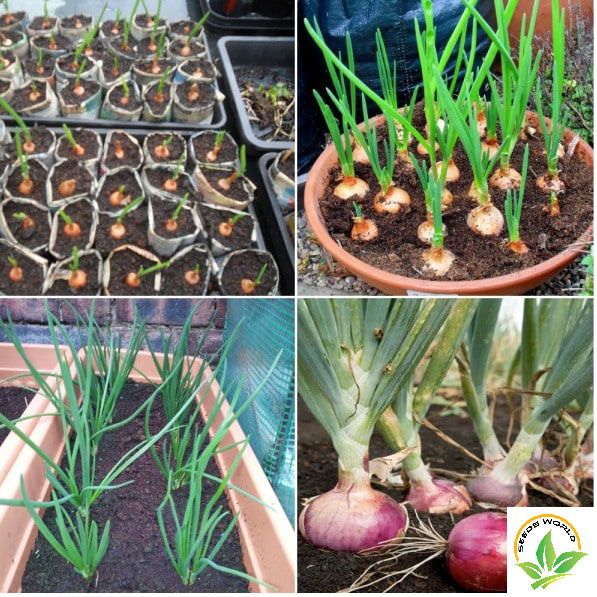Onion Seeds Hybrid  (পিয়াজ বীজ ) Seeds - 50 Pcs (ফরিদপুরী পেঁয়াজ)