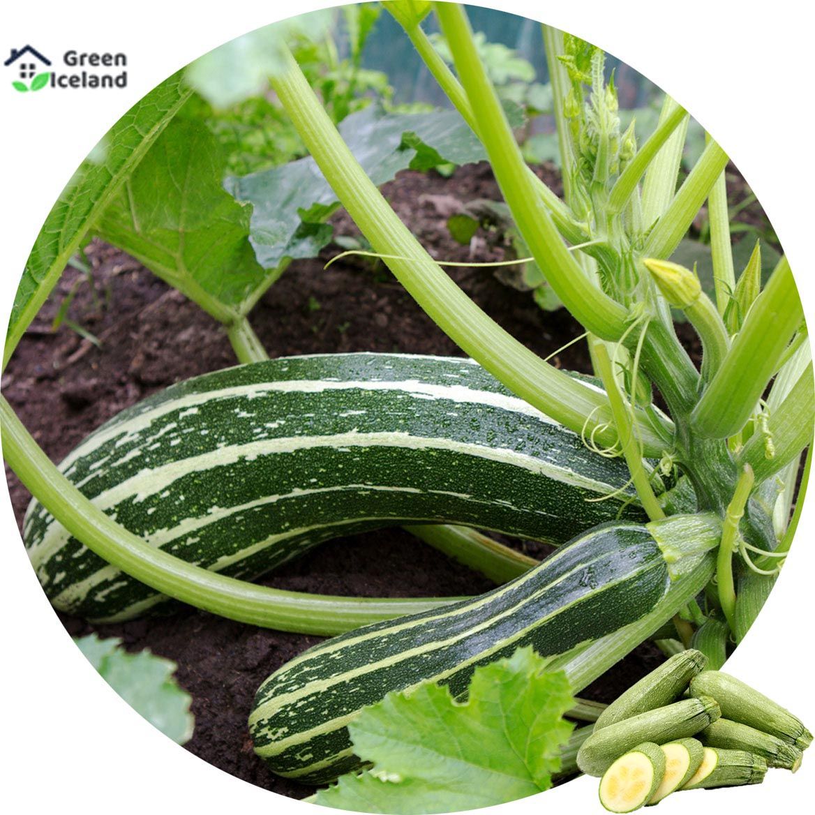Zucchini Squash Seeds - 10 Pcs Seeds(Global Seeds)