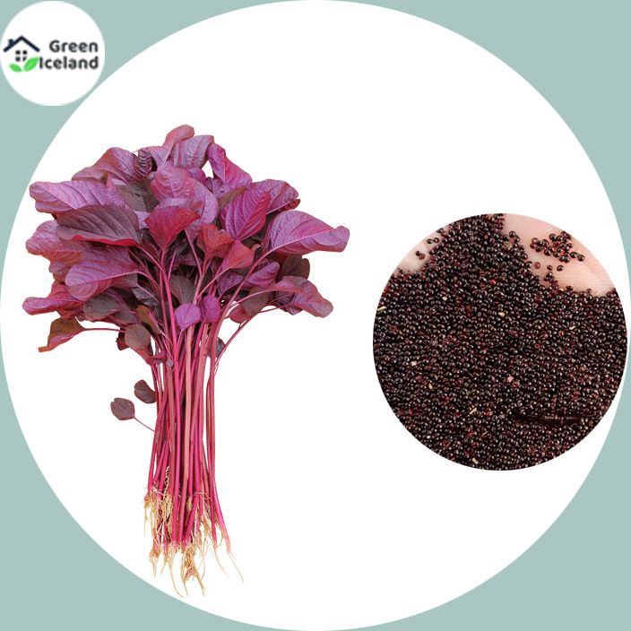 1000 Pcs Lal Shak/ Red spinach Seeds (লাল শাক বীজ)