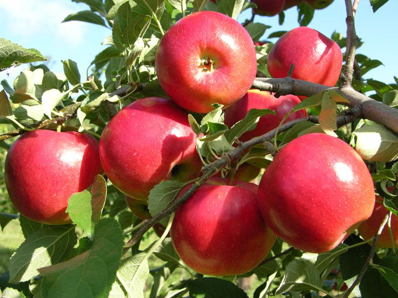 Apple Tree Seeds -15 Pcs seeds (Imported Global Seeds)