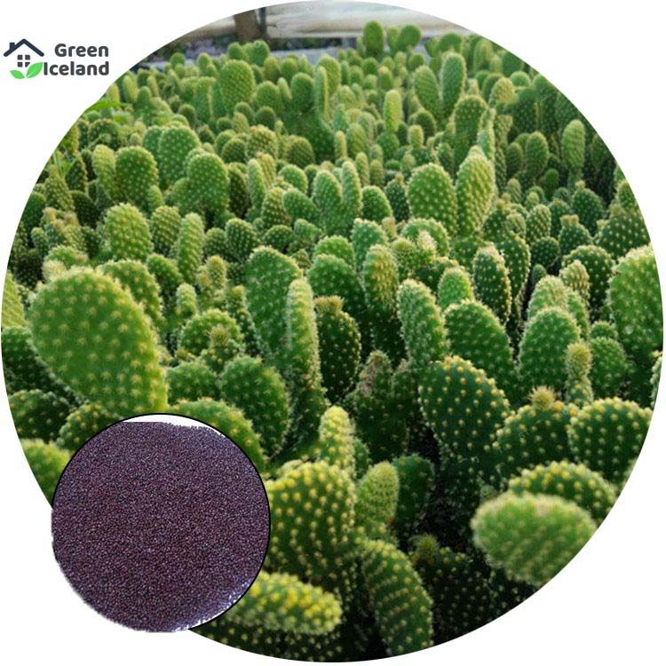 Opuntia Microdasys Cactus Seeds - 20 Pcs Seeds