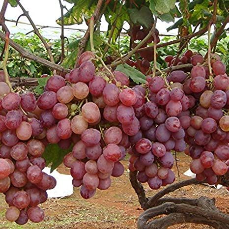 Kashmiri sweet grape - 20pcs seeds
