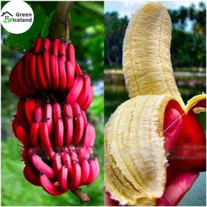 30 পিস বিরল বিভিন্ন রঙের কলা বীজ