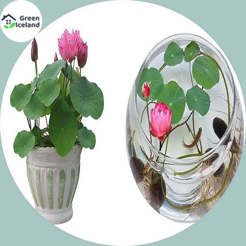 All Season Lotus Flower / Water Lily Seeds - 5 Pcs Seeds
