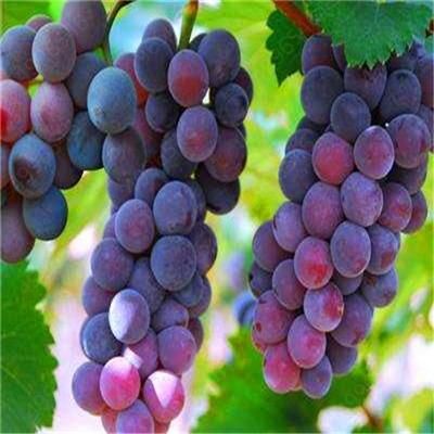 Raisin Fruit Tree Bonsai Orchard Sweet Grape Tree Farm Outdoor Bonsai Plants & seeds  Potted for Home Garden Supplies